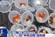 清徐@铲屎官们 养“异宠”或危害国家安全 这些行为违法了