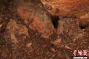清徐江西发现蜘蛛新物种 为研究呵叻蛛属适应区域提供依据