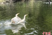 清徐吉林：罕见白鸬鹚连续两年“故地重游”